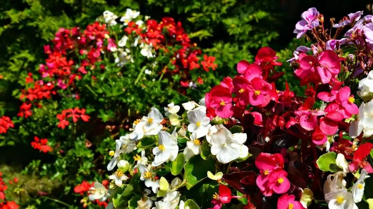 Bulbose a fioritura estiva