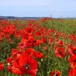 Papavero rosso comune o Rosolaccio (Papaver rhoeas)
