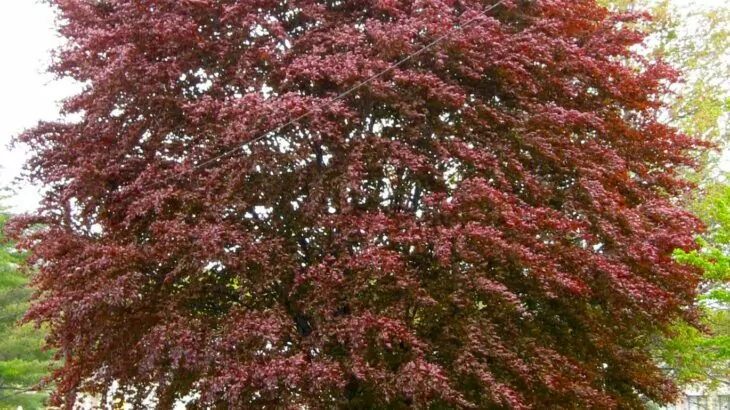 Parrotia persica con foglie rosse