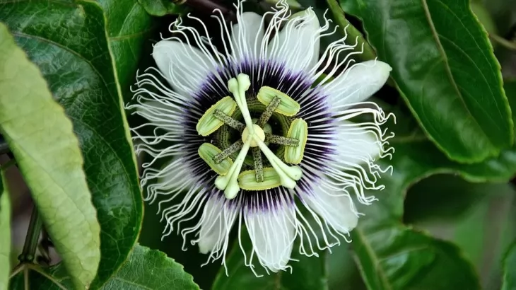 Passiflora