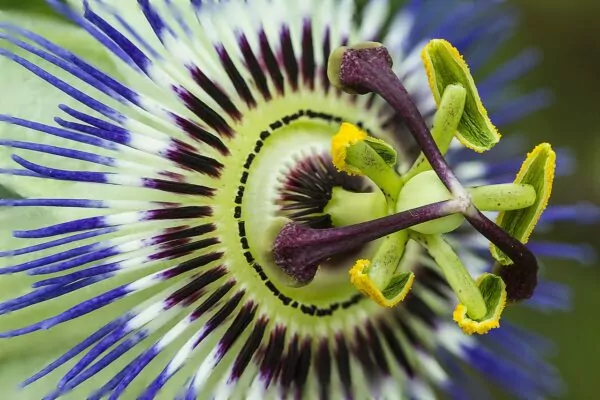 Passiflora