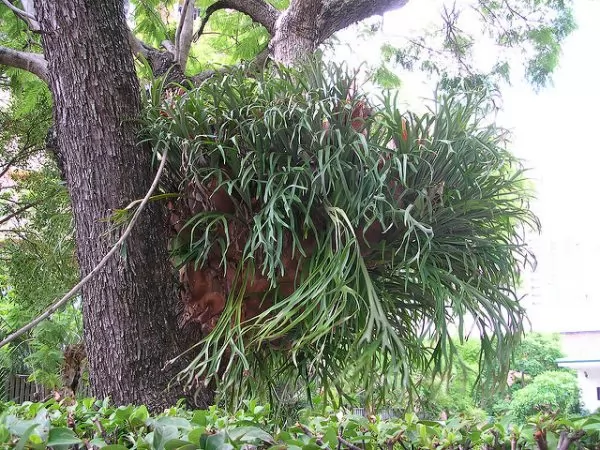 Platycerium Bifurcatum è una pianta epifita