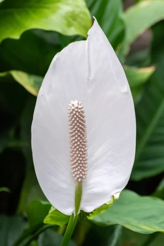 Spathiphyllum 