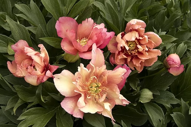 Paeonia (Intersectional hybrid) x 'Kopper Kettle'