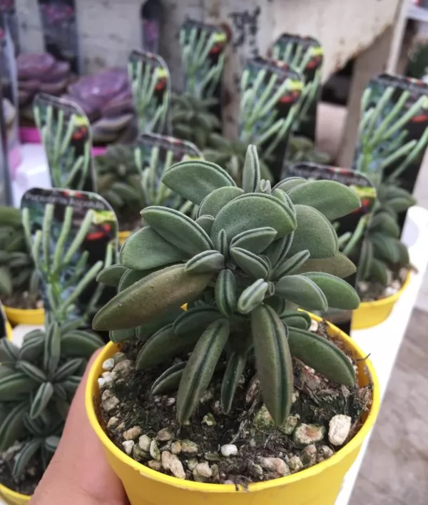 peperomia asperula