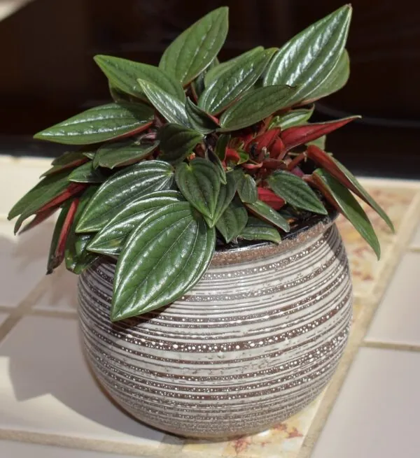 peperomia caperata rosso