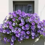 Fiori per un balcone al sole