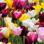 Come Piantare le varietà più belle di Bulbi da Tulipani