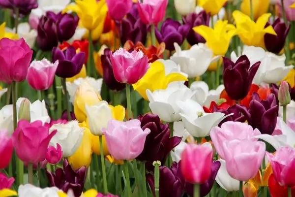 Scegliere i Tulipani