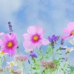 Che differenza c’è tra Genere, specie, sottospecie, varietà e cultivar?