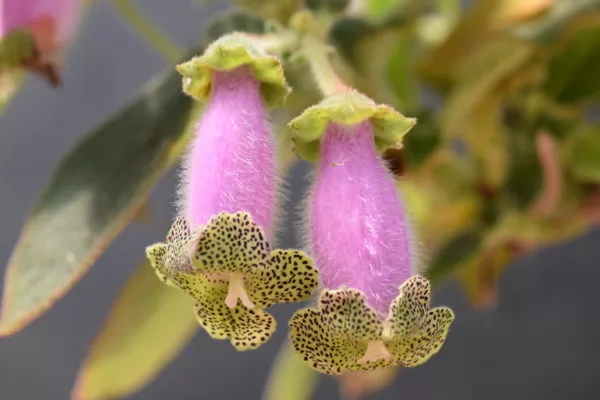 Kohleria digitaliflora