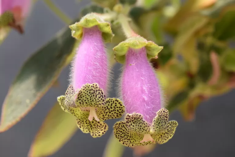 Kohleria digitaliflora – gesneriacea con fiori tubulari rosa e pelosi 