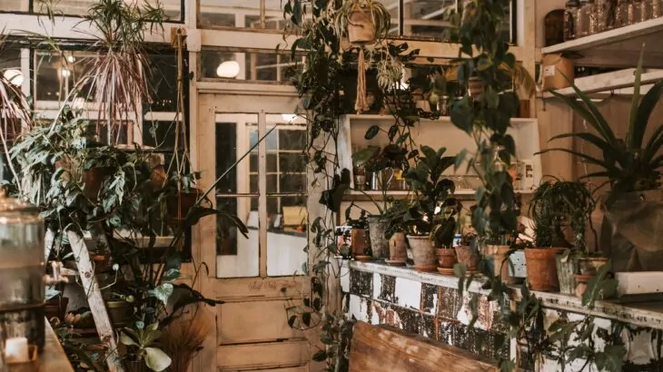 piante ricadenti e rampicanti in casa