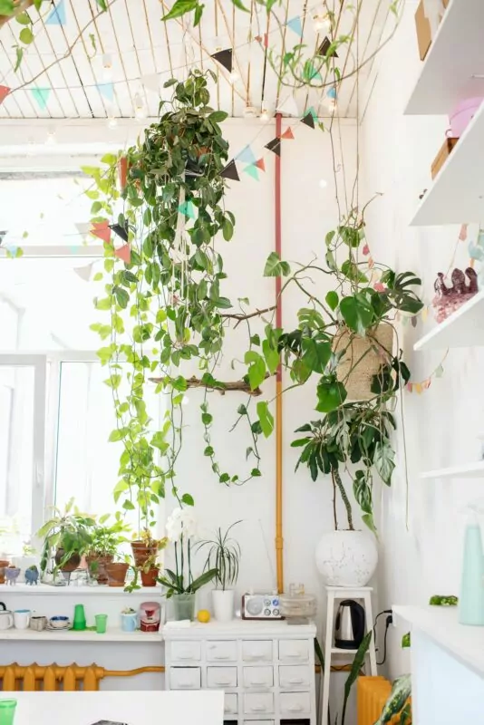 15 piante d’appartamento ricadenti e/o rampicanti per dare un tocco esotico agli ambienti