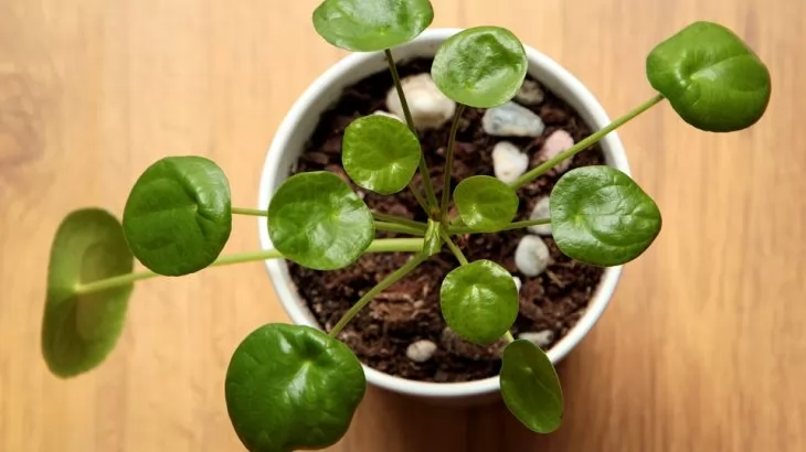 Pilea