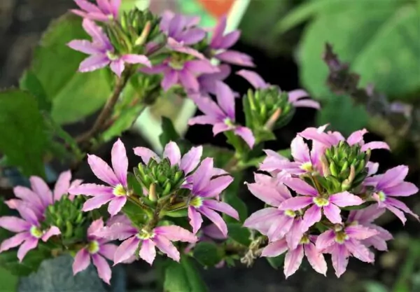 Scaevola aemula