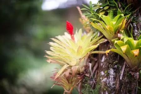 Beautiful bromeliaceae in tropical garden in Martinique. Tropical Balata garden in Martinique