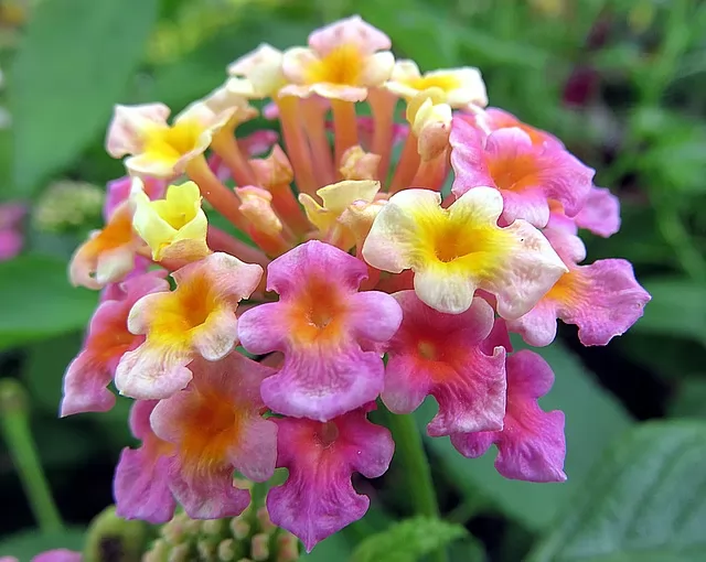 Verbena Consigli Coltivazione E Cura It belongs to the verbenaceae family and its common name changes according to the country. verbena consigli coltivazione e cura