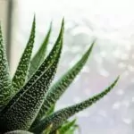 Haworthiopsis