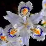 Iris crestati (sottogenere crossiris)