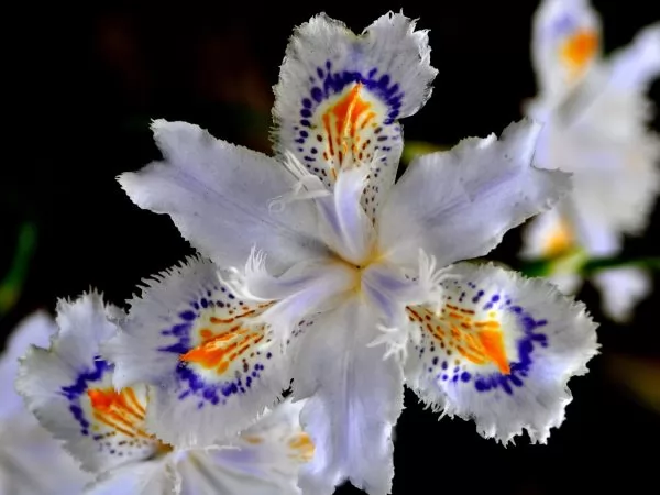 Iris crestati: Iris japonica