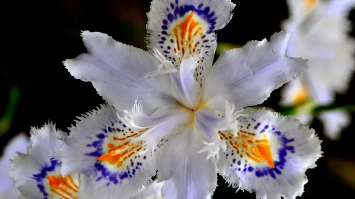 iris crestati