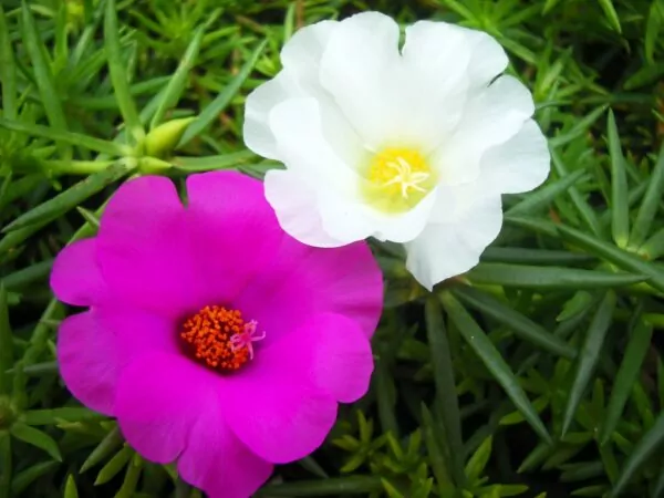 portulaca grandiflora