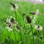 Piantaggine (Plantago lanceolata)