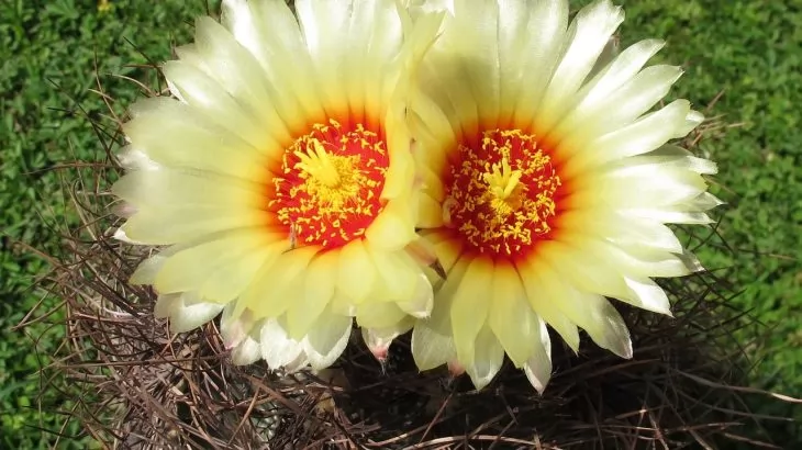 Astrophytum