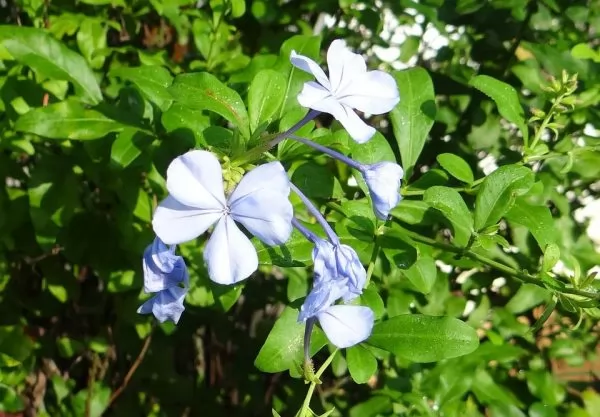 Plumbago capensis