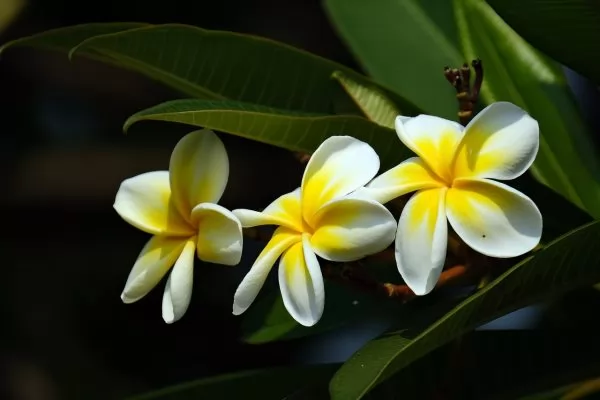 Plumeria (Frangipane o Pomelie)