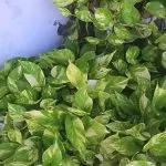 Potos o Pothos  (Epipremnum aureum)