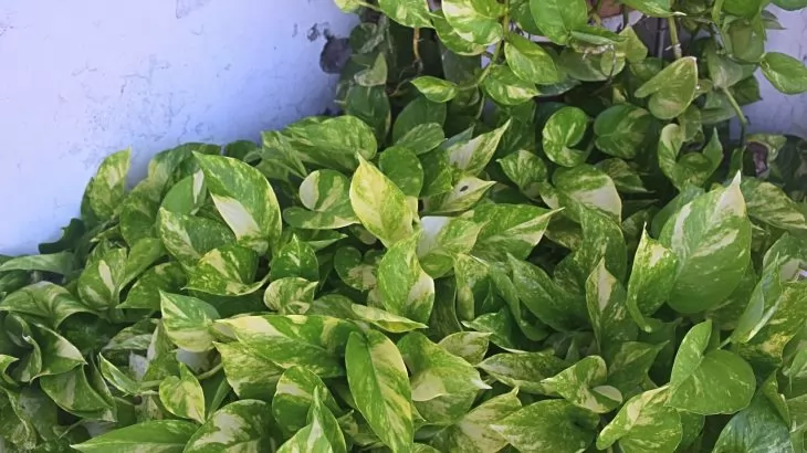 Pothos - Epipremnum aureum