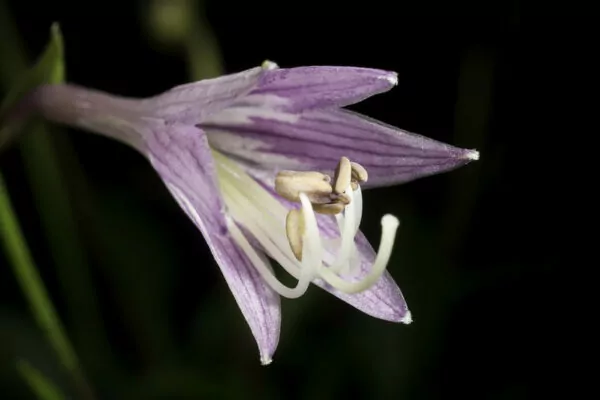 Hosta pulchella