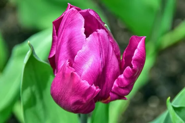  Tulipa Purple Prince