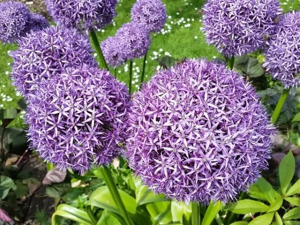 purple allium