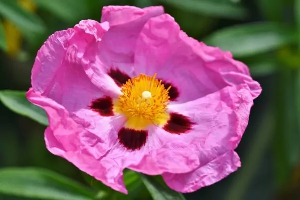 Cistus (Cisto)