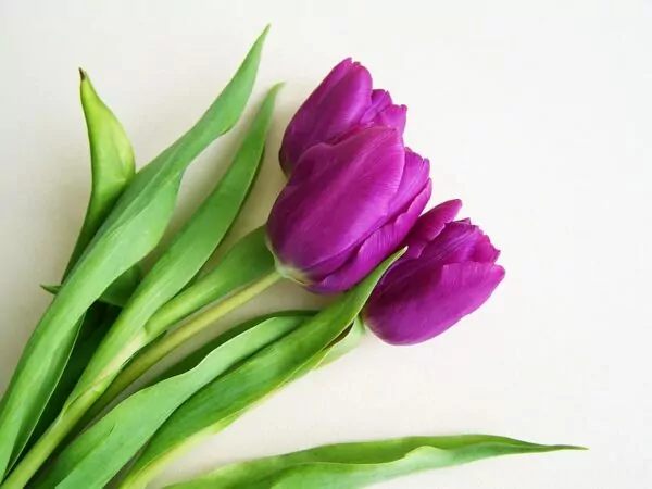 tulipano viola
