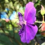 Tibouchina