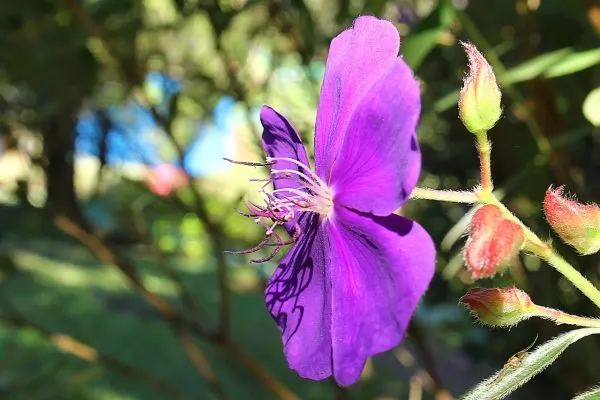 Tibouchina 