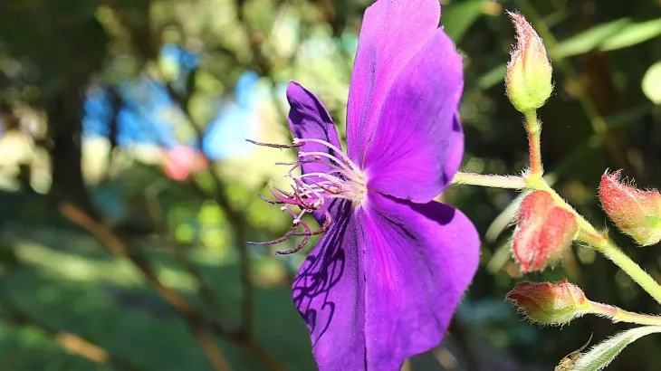 Tibouchina