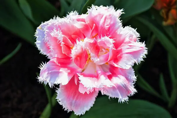 Tulipa Queensland