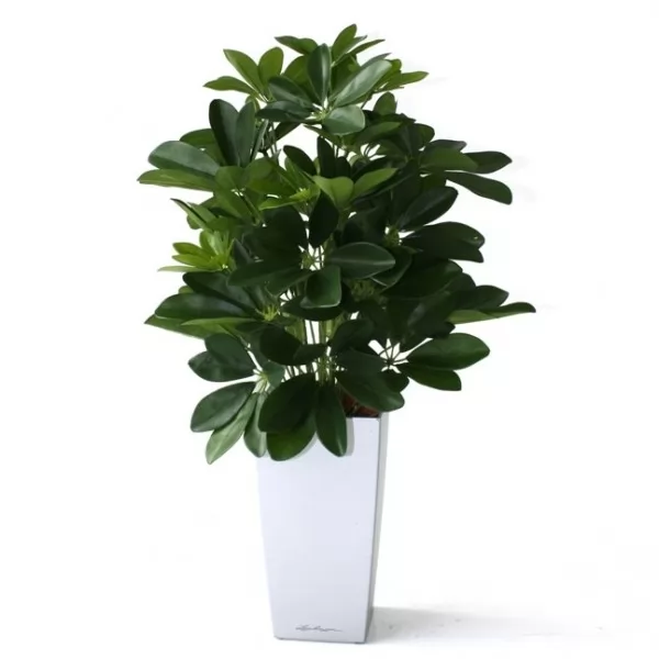 schefflera