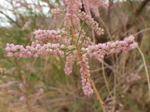 Tamarix ramosissima