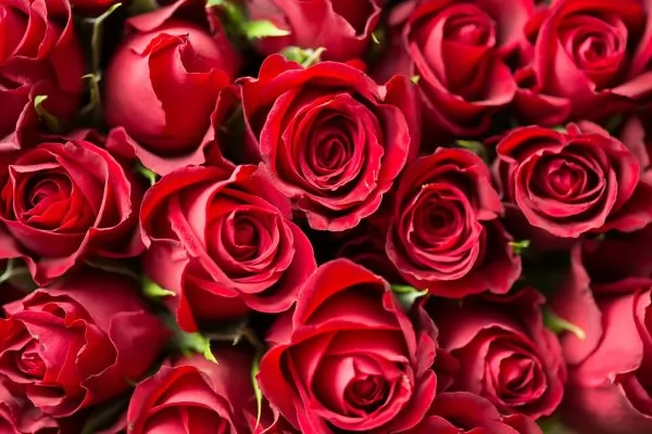 Rosa ì: i fiori più profumati