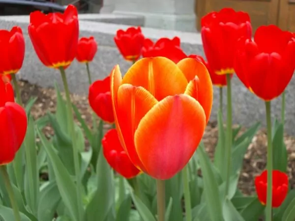 Tulipano  Red emperor o Madame Lefeber