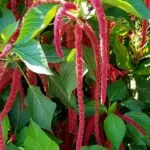 Acalypha