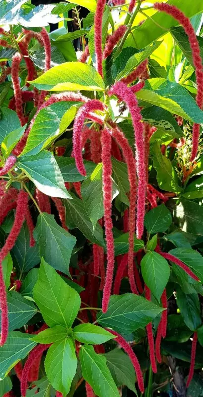 Acalypha