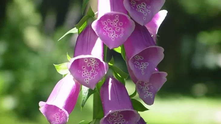 Cosa fiorisce a settembre? rehmannia