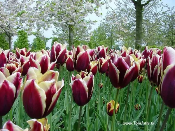 Tulipa 'Rems Favourite'